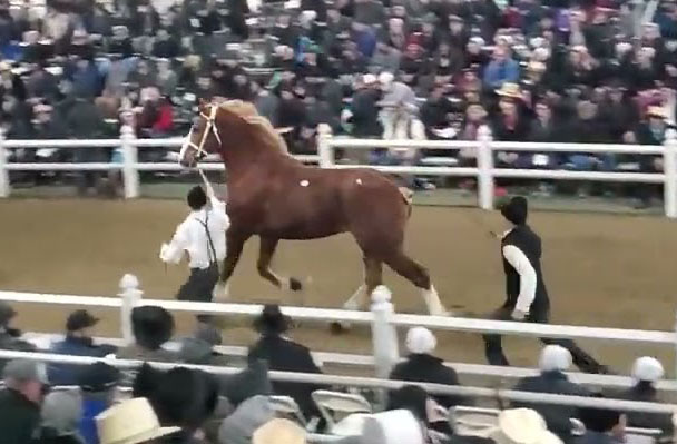 Belgian Draft Mare Sold At Topeka Horse Sales